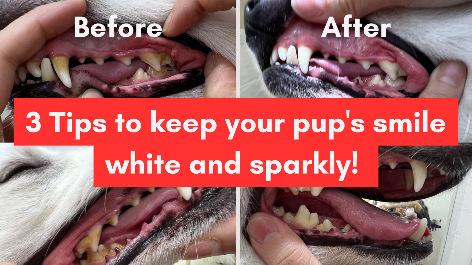 Ultimate Guide to Dog Dental Care 3 Proven Strategies to Care for you Hachi by Tokyo