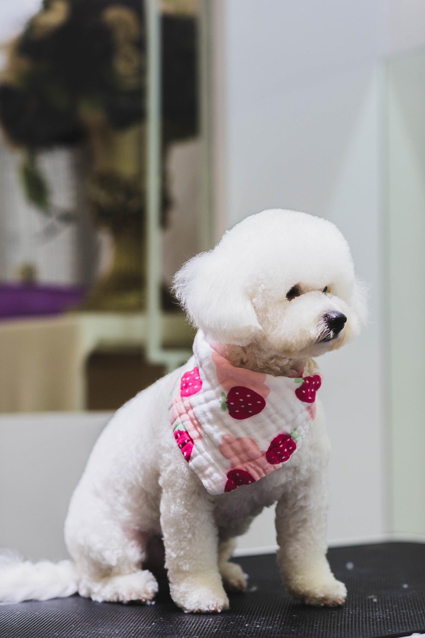 How often should I bring my dog for grooming? [2023] Hachi by Tokyo